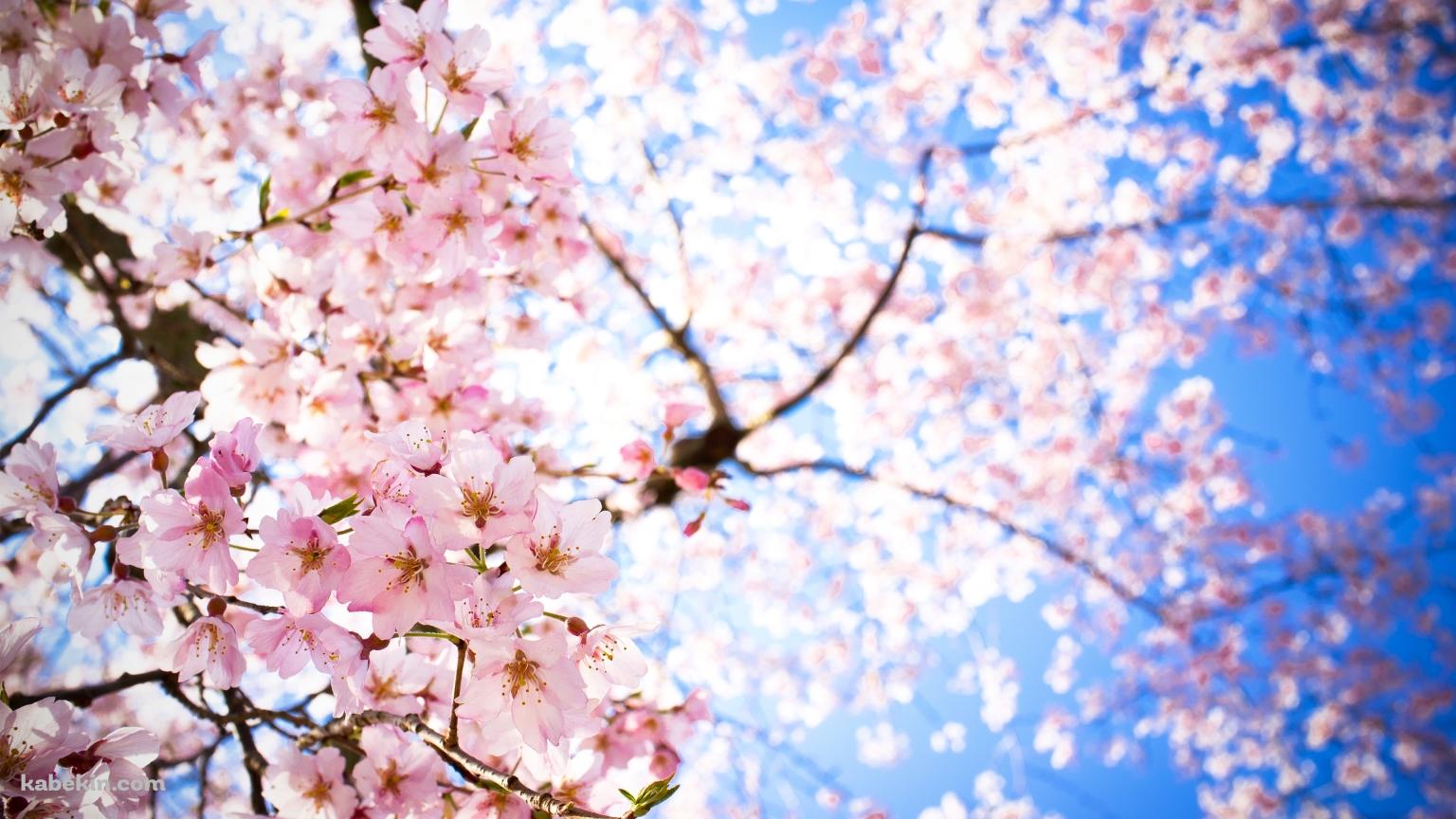青空 下から見上げた桜の壁紙(1536px x 864px) 高画質 PC・デスクトップ用