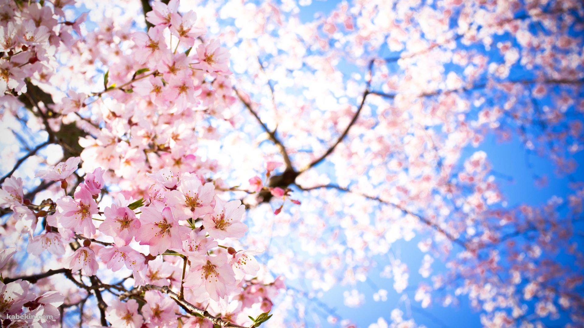 青空 下から見上げた桜の壁紙(1920px x 1080px) 高画質 PC・デスクトップ用