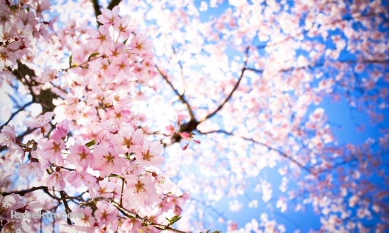 青空 下から見上げた桜の壁紙(800px x 480px) 高画質 PC・デスクトップ用