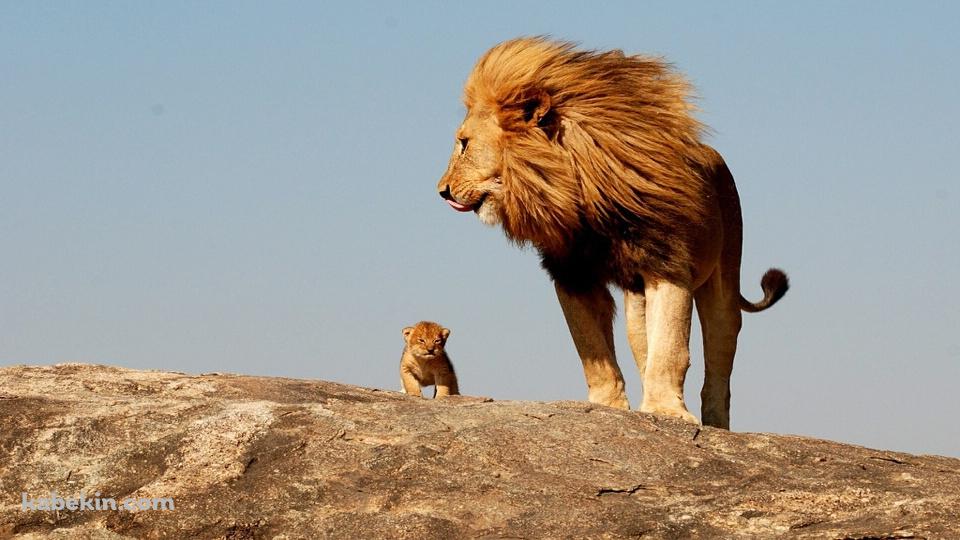 2匹のライオンの親子の壁紙(960px x 540px) 高画質 PC・デスクトップ用