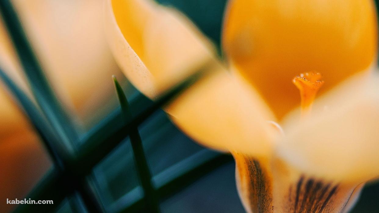 黄色い花の壁紙(1242px x 698px) 高画質 PC・デスクトップ用