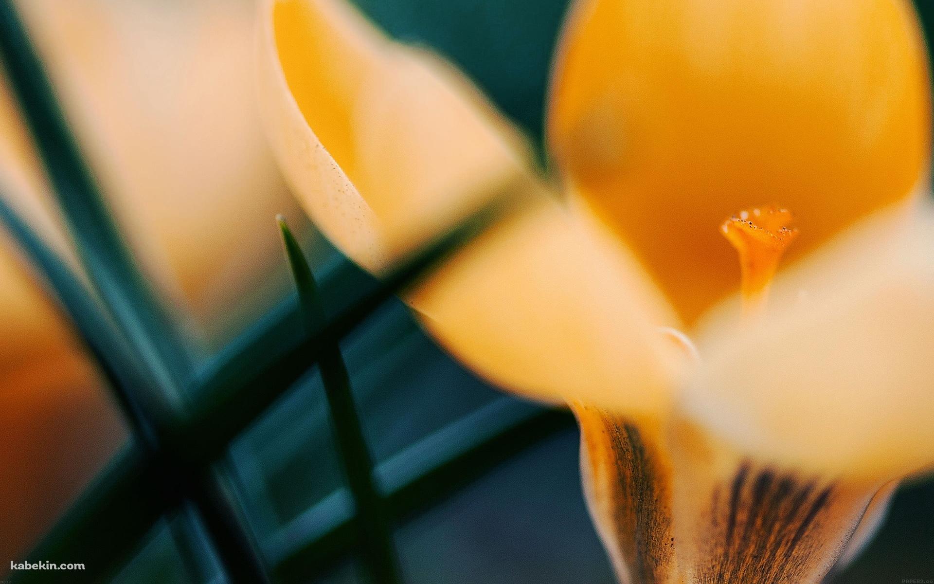 黄色い花の壁紙(1920px x 1200px) 高画質 PC・デスクトップ用