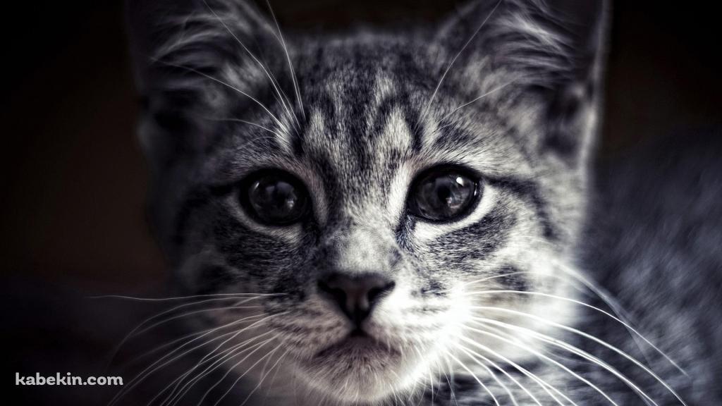 灰色の三毛猫の壁紙(1024px x 576px) 高画質 PC・デスクトップ用