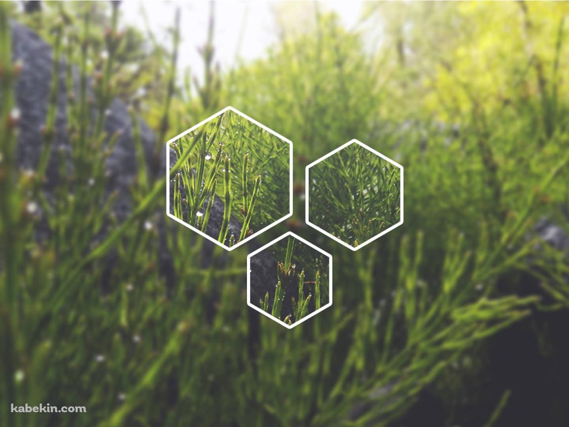 草 アートの壁紙(1152px x 864px) 高画質 PC・デスクトップ用