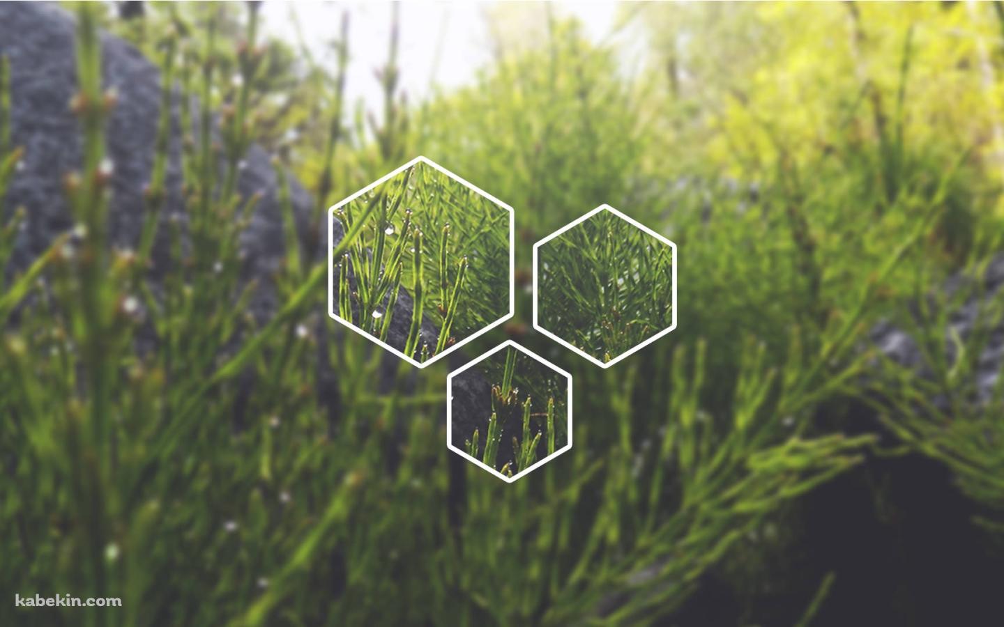 草 アートの壁紙(1440px x 900px) 高画質 PC・デスクトップ用