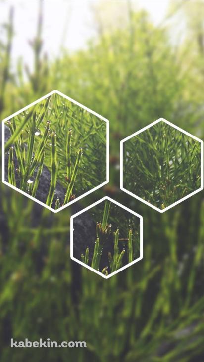 草 アートの壁紙(412px x 732px) 高画質 PC・デスクトップ用