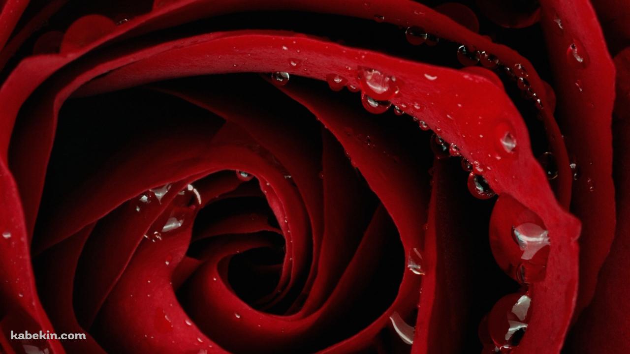 赤い薔薇の壁紙(1280px x 720px) 高画質 PC・デスクトップ用