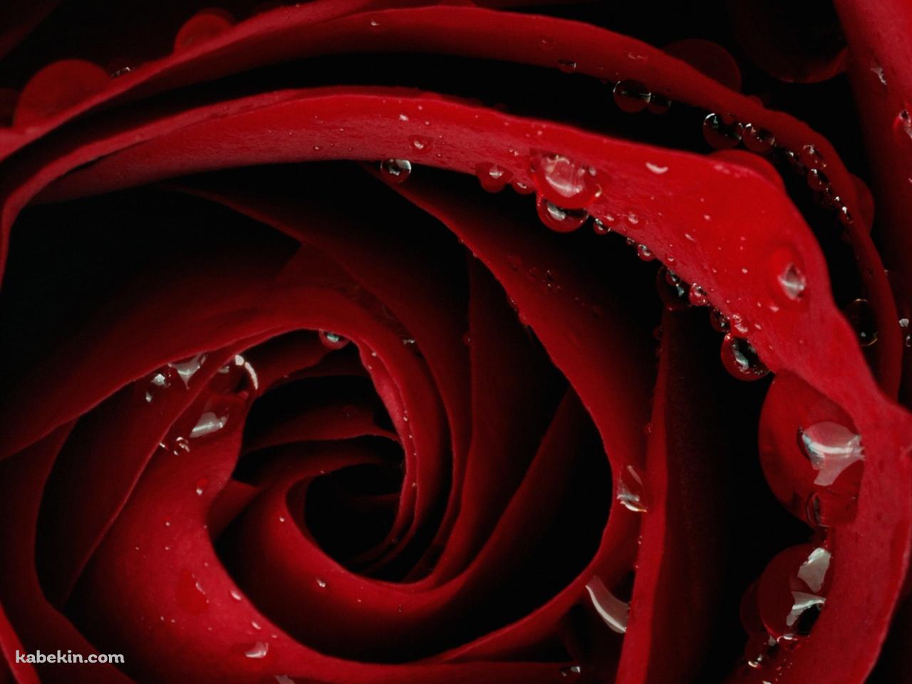 赤い薔薇の壁紙(1280px x 960px) 高画質 PC・デスクトップ用