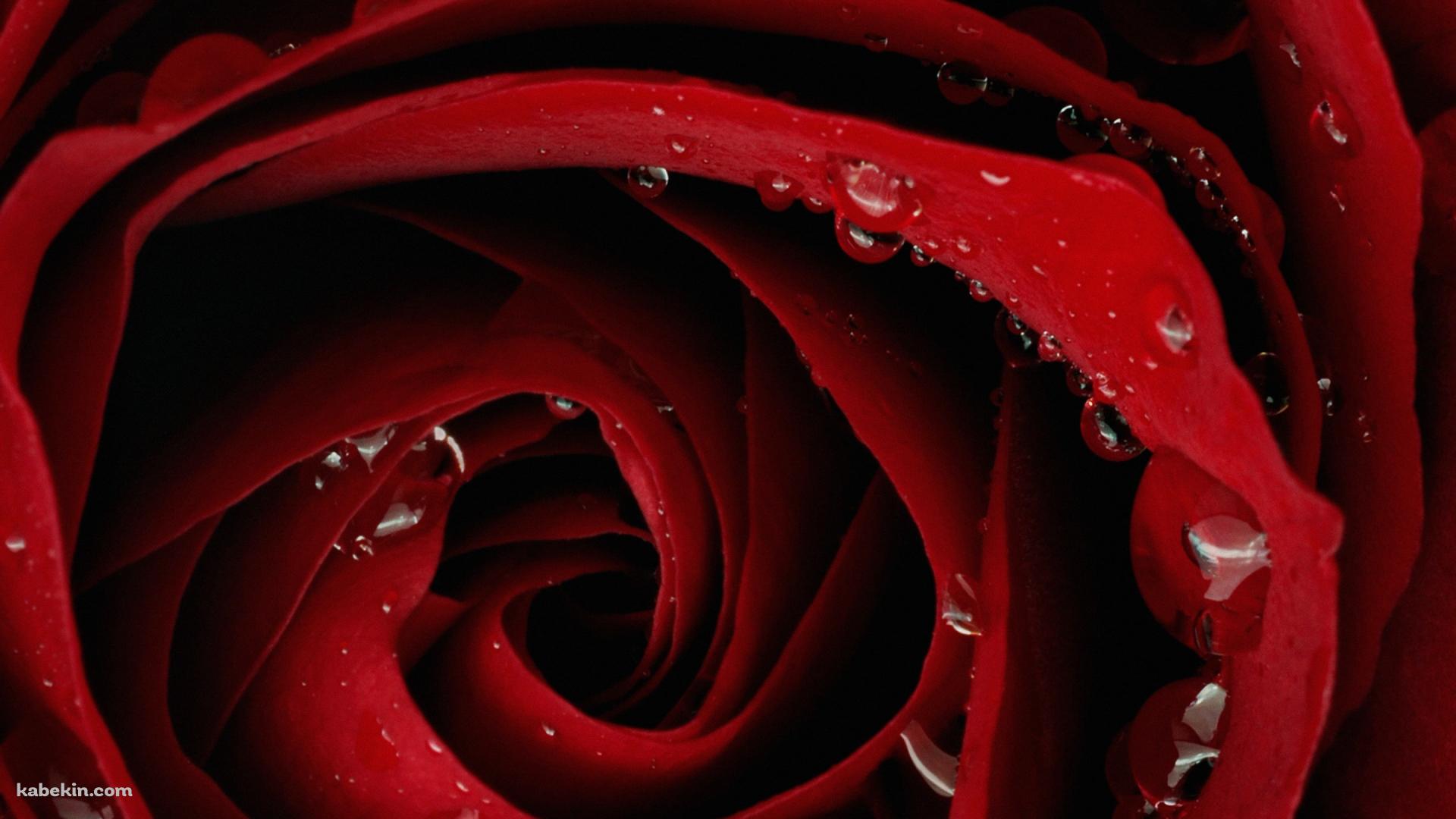 赤い薔薇の壁紙(1920px x 1080px) 高画質 PC・デスクトップ用