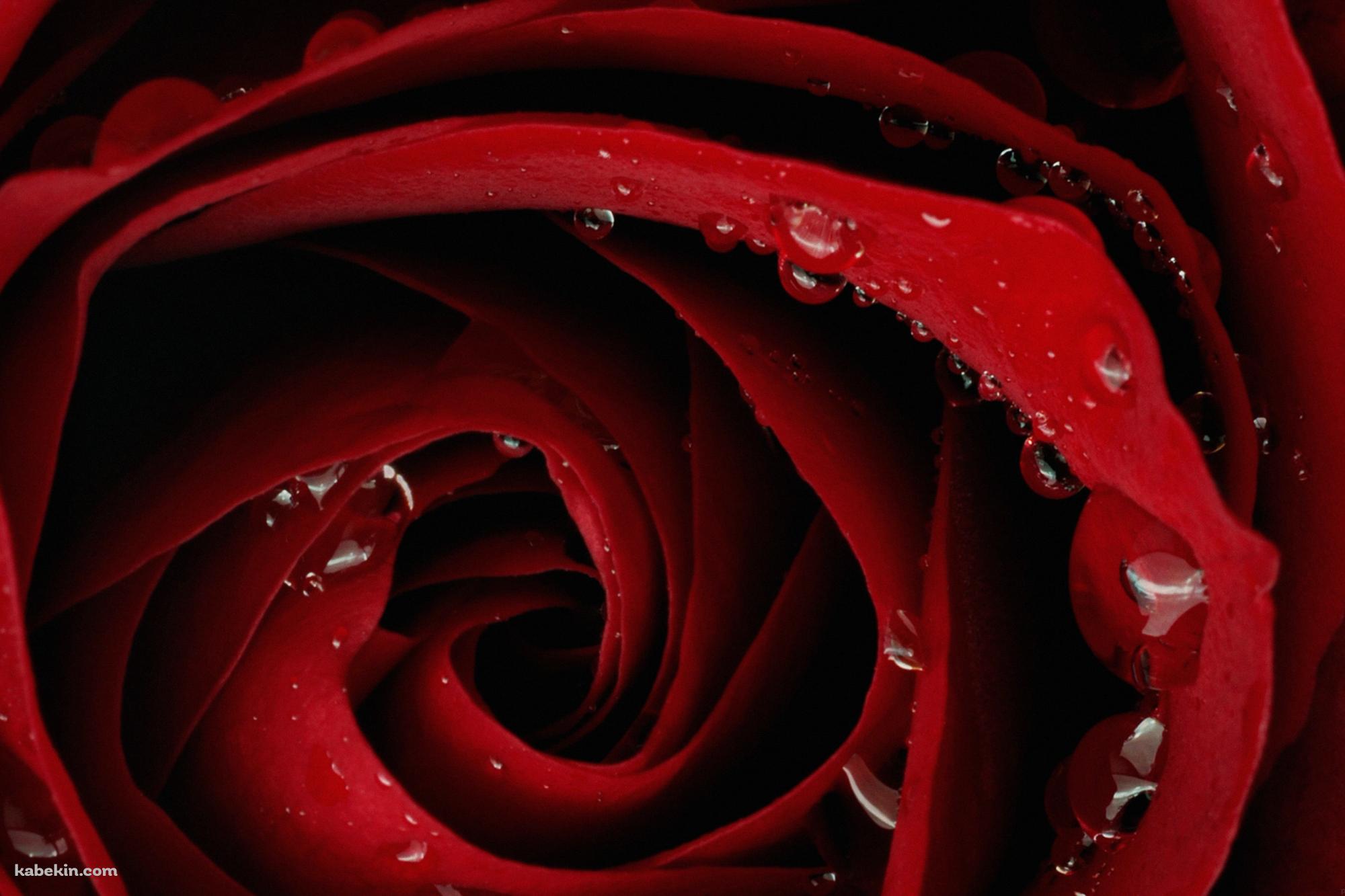 赤い薔薇の壁紙(2000px x 1333px) 高画質 PC・デスクトップ用