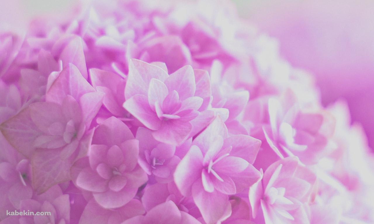 ピンクの紫陽花の壁紙(1280px x 768px) 高画質 PC・デスクトップ用