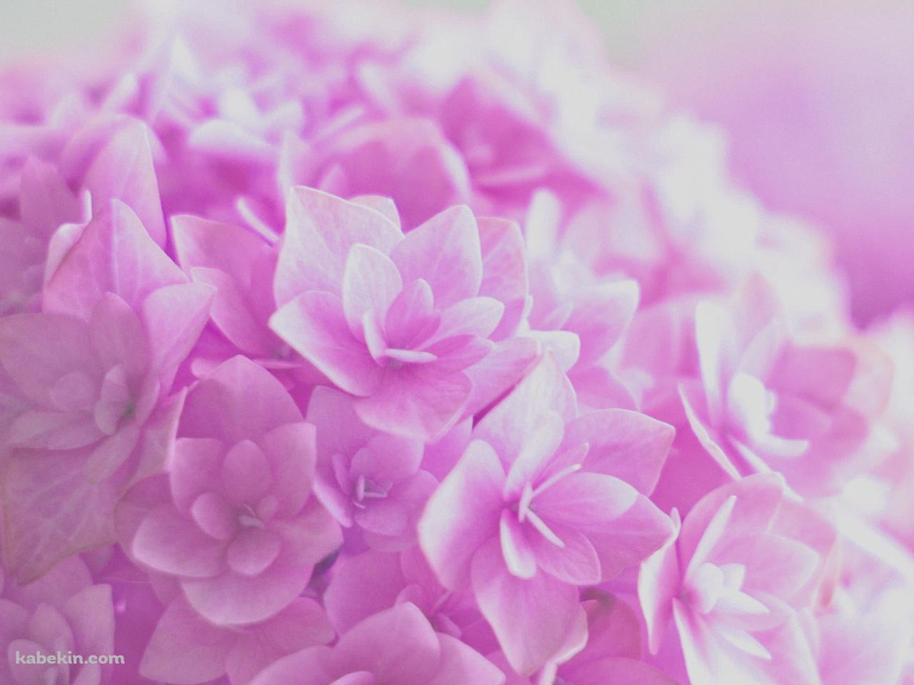 ピンクの紫陽花の壁紙(1280px x 960px) 高画質 PC・デスクトップ用