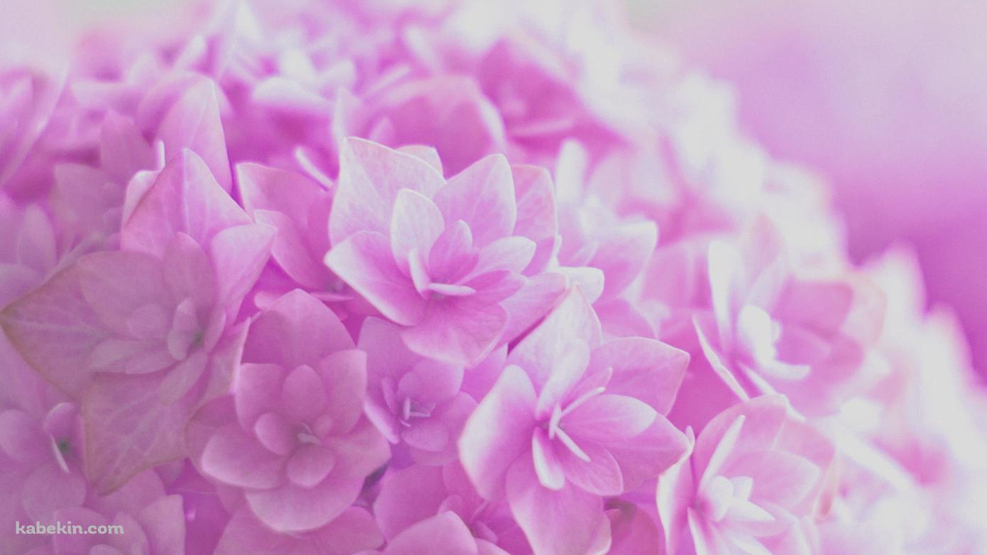 ピンクの紫陽花の壁紙(1391px x 783px) 高画質 PC・デスクトップ用
