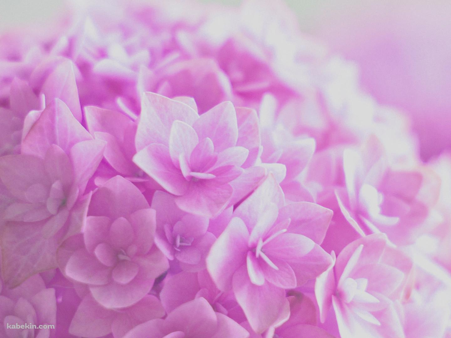 ピンクの紫陽花の壁紙(1440px x 1080px) 高画質 PC・デスクトップ用