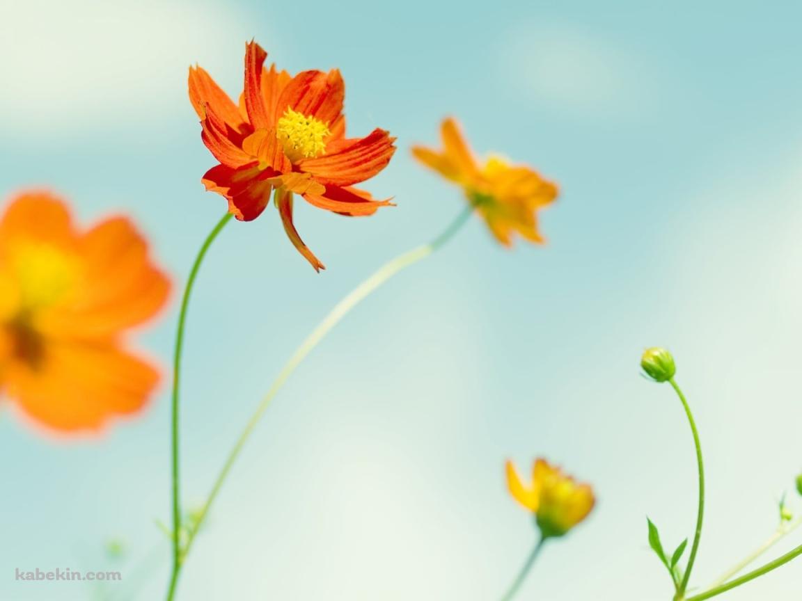 オレンジのコスモスの壁紙(1152px x 864px) 高画質 PC・デスクトップ用