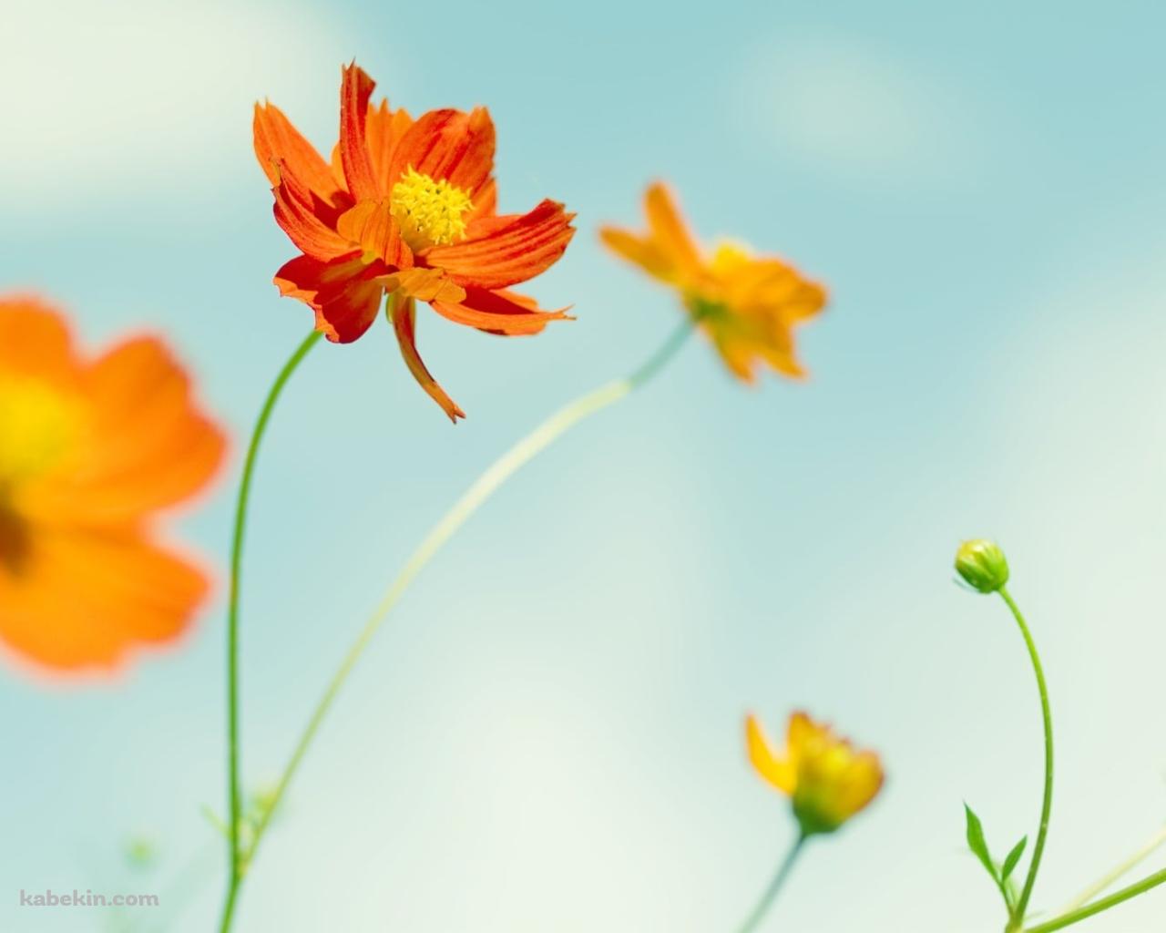 オレンジのコスモスの壁紙(1280px x 1024px) 高画質 PC・デスクトップ用