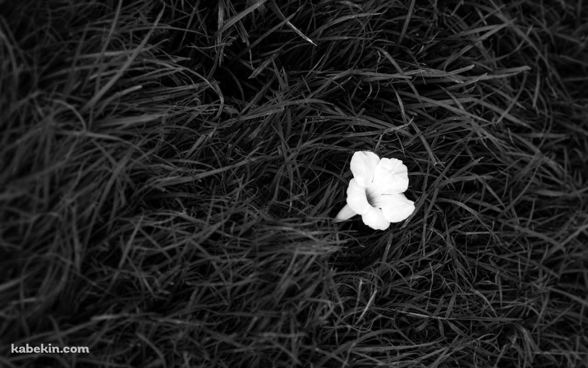 白い花と雑草の壁紙(1152px x 720px) 高画質 PC・デスクトップ用