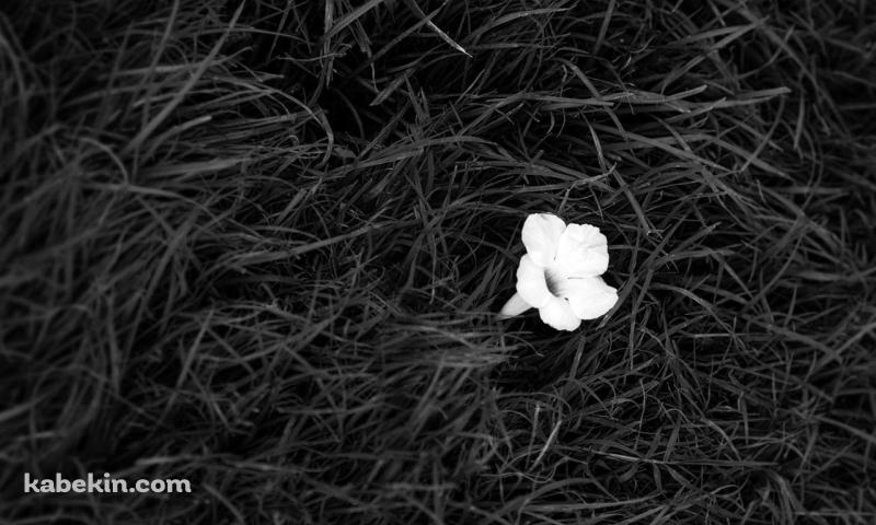 白い花と雑草の壁紙(800px x 480px) 高画質 PC・デスクトップ用