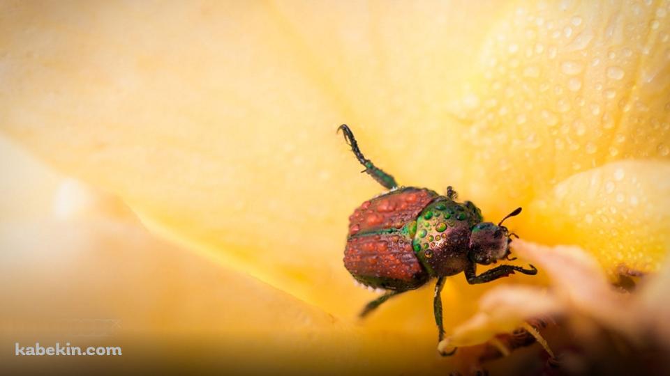 黄色い花 カナブンの壁紙(960px x 540px) 高画質 PC・デスクトップ用
