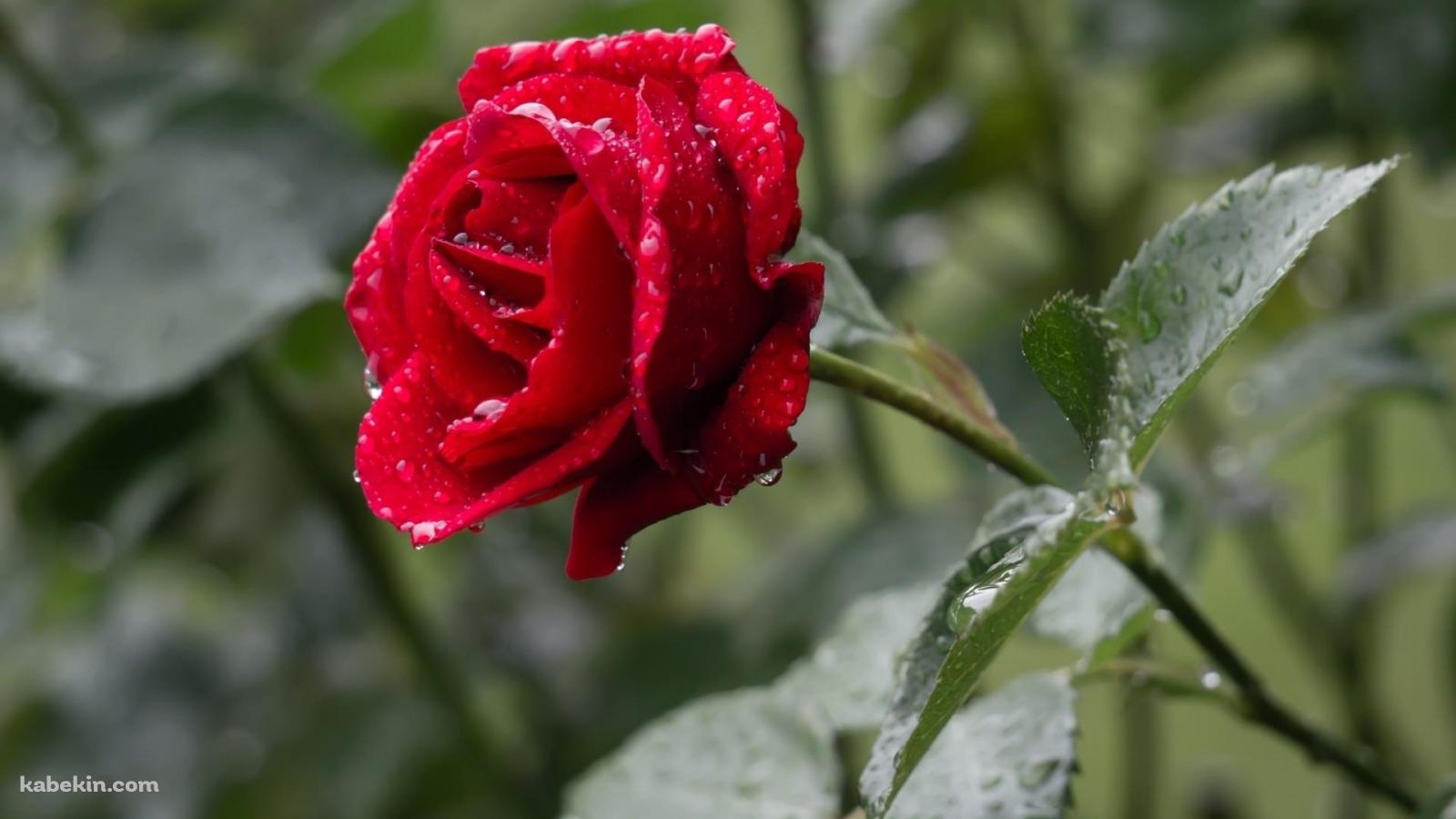 水滴がついた赤い薔薇の壁紙(1600px x 900px) 高画質 PC・デスクトップ用