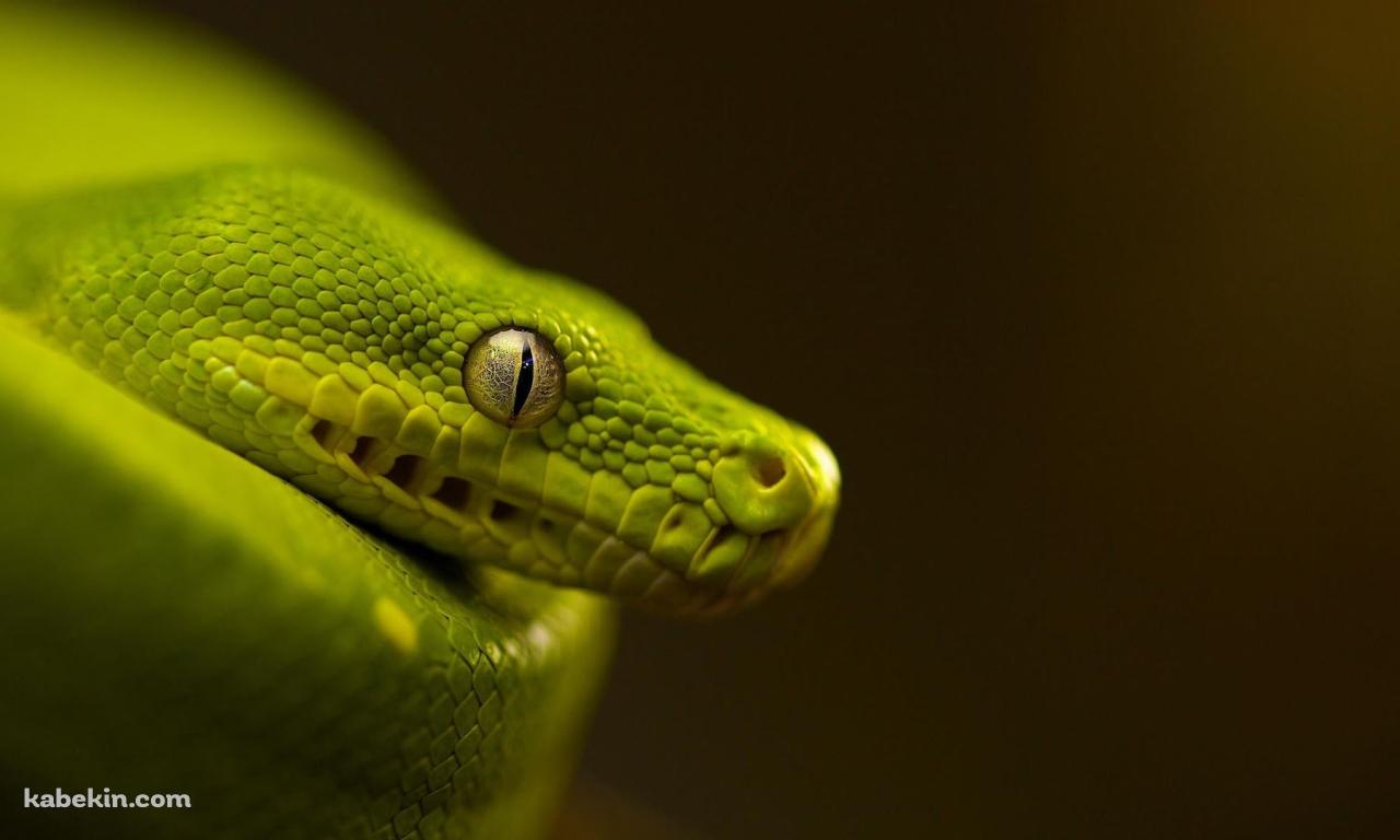 緑の蛇 クローズアップの壁紙(1280px x 768px) 高画質 PC・デスクトップ用