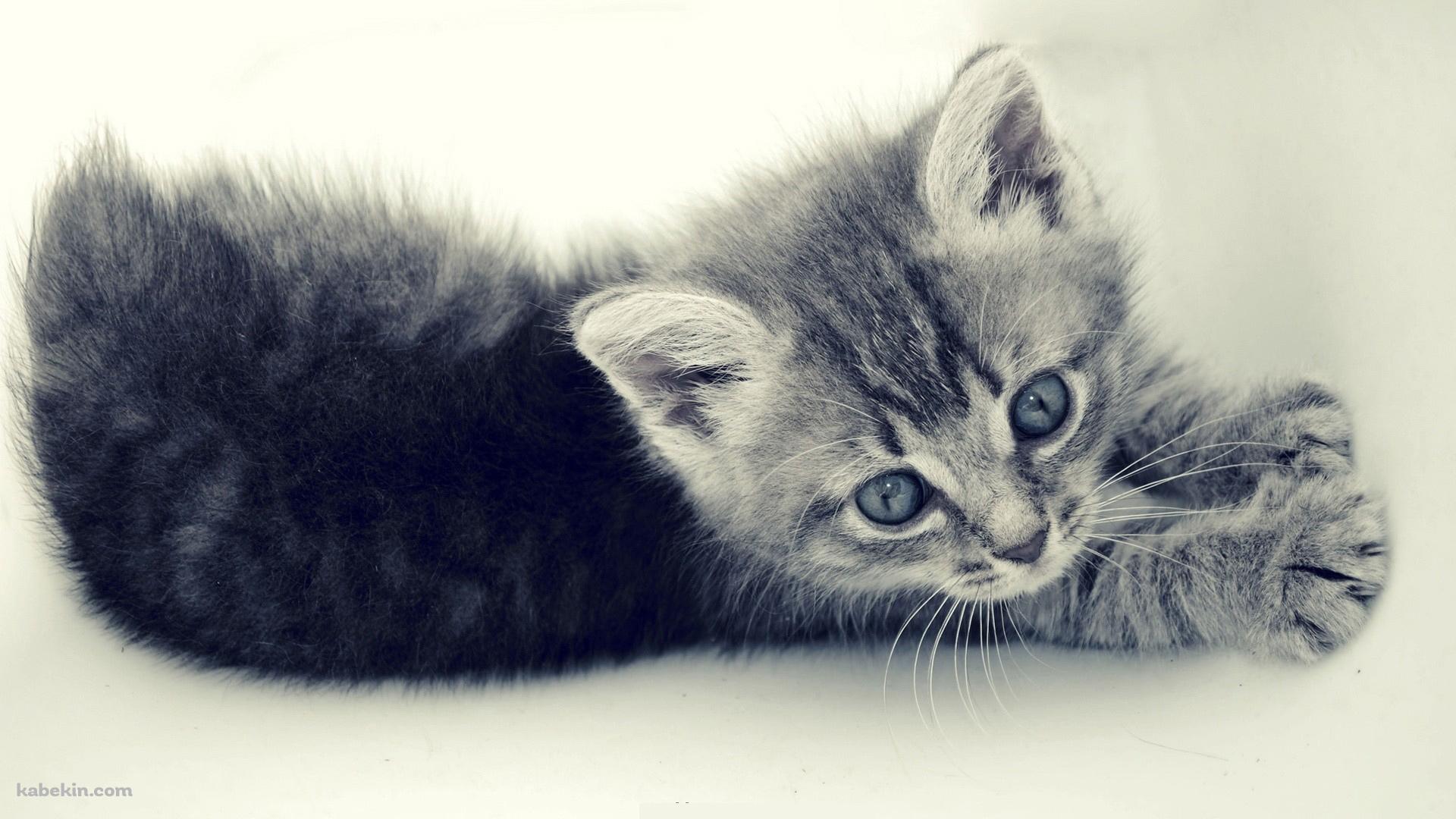 伸びする子猫の壁紙(1920px x 1080px) 高画質 PC・デスクトップ用