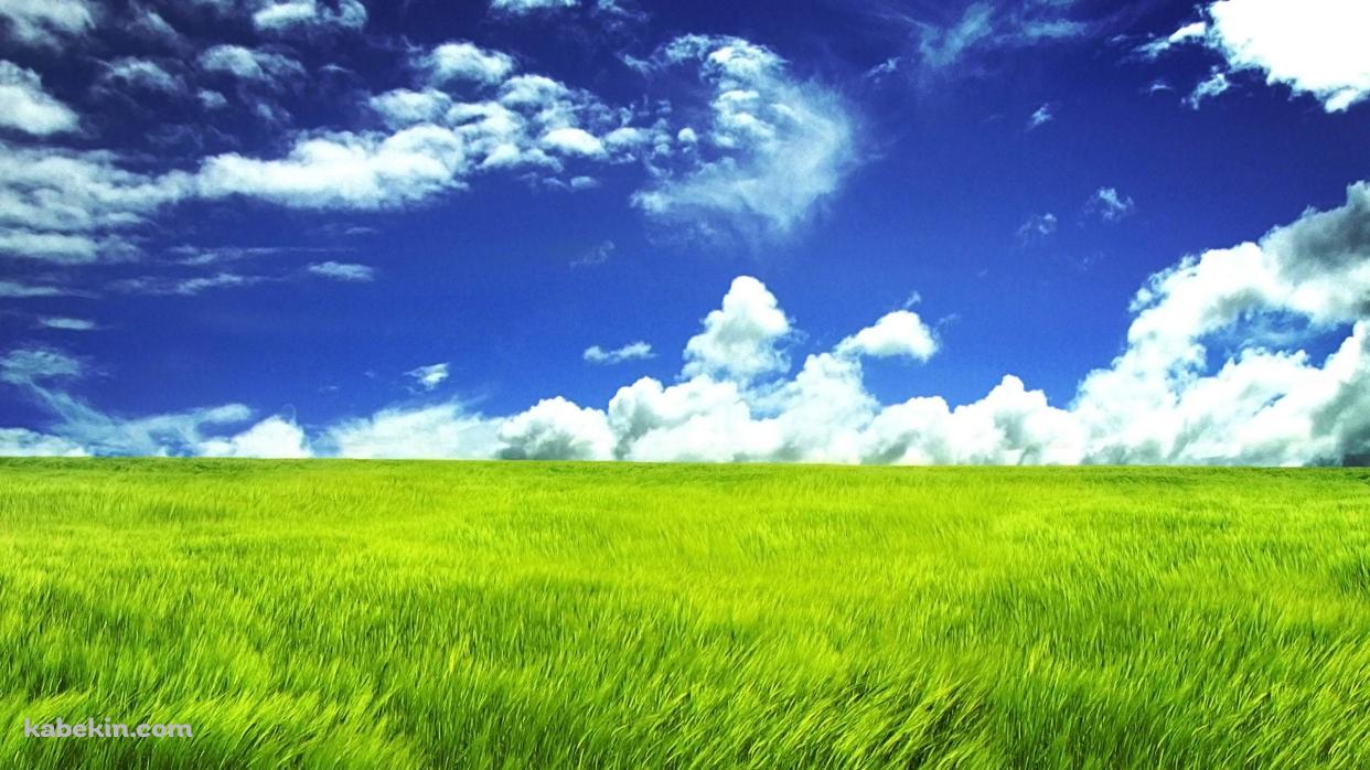 風にそよぐ平原の壁紙(1242px x 698px) 高画質 PC・デスクトップ用