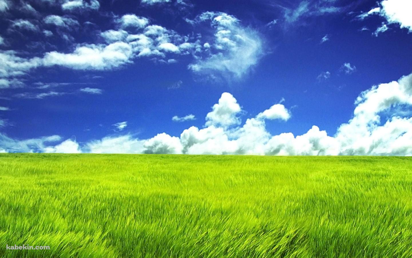風にそよぐ平原の壁紙(1440px x 900px) 高画質 PC・デスクトップ用