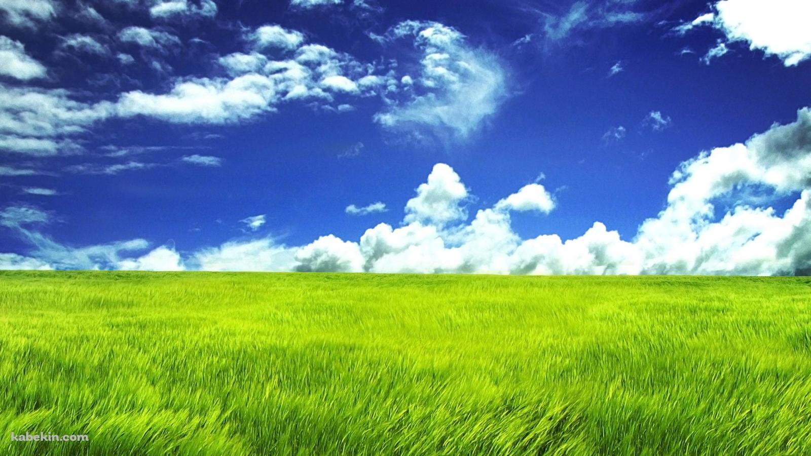 風にそよぐ平原の壁紙(1600px x 900px) 高画質 PC・デスクトップ用