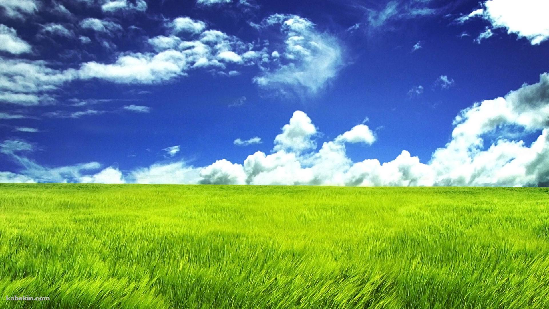風にそよぐ平原の壁紙(1920px x 1080px) 高画質 PC・デスクトップ用