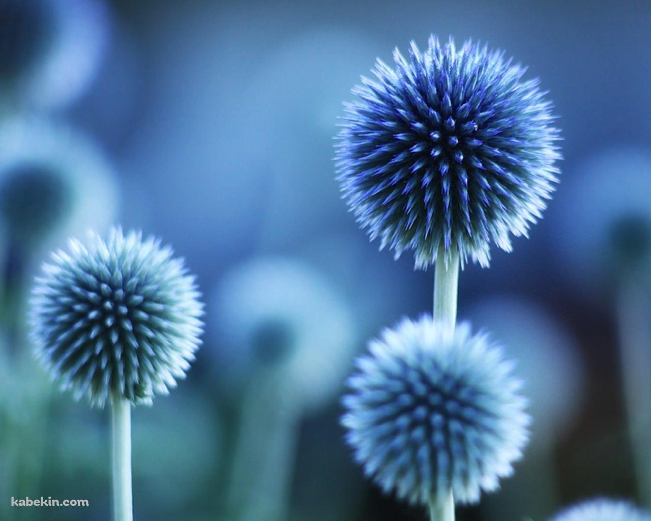 青い丸い花の壁紙(1280px x 1024px) 高画質 PC・デスクトップ用