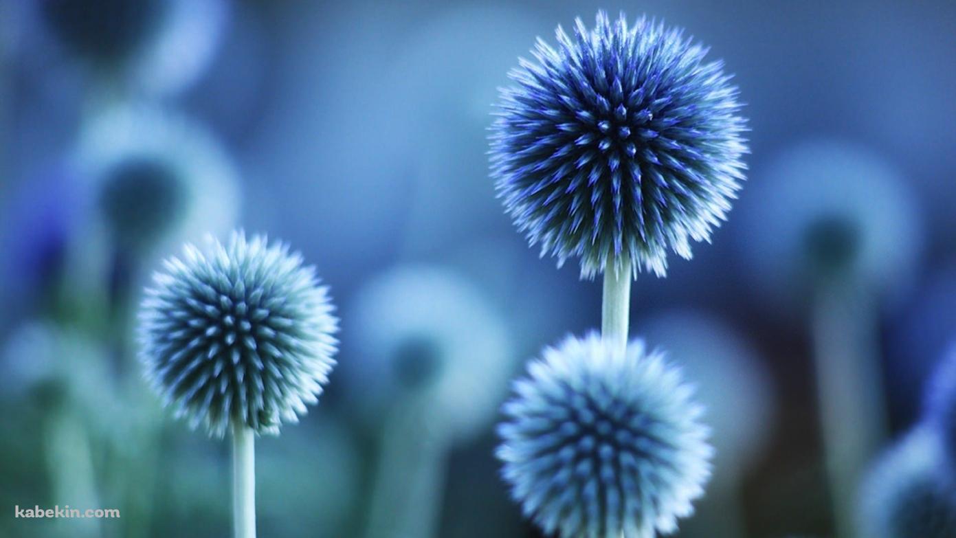 青い丸い花の壁紙(1391px x 783px) 高画質 PC・デスクトップ用