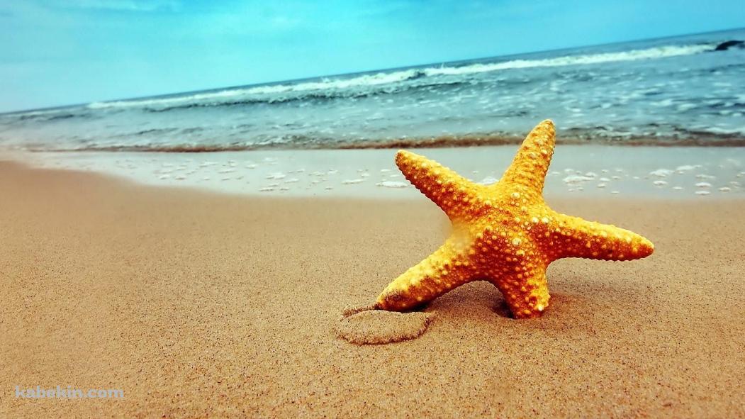 綺麗なヒトデと海の壁紙(1051px x 591px) 高画質 PC・デスクトップ用