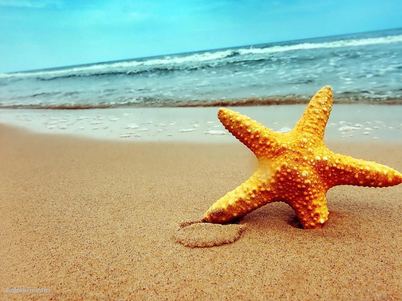 綺麗なヒトデと海の壁紙(1400px x 1050px) 高画質 PC・デスクトップ用