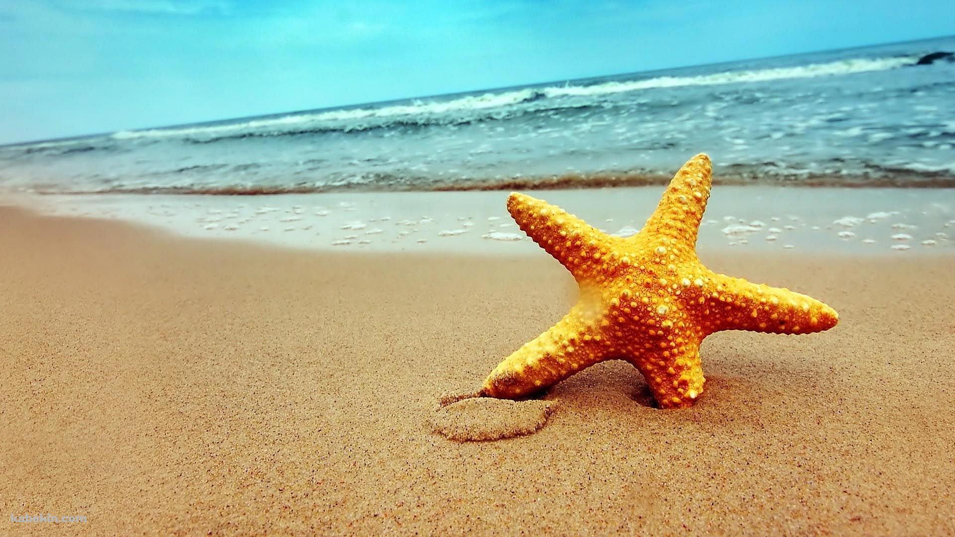 綺麗なヒトデと海の壁紙(1920px x 1080px) 高画質 PC・デスクトップ用