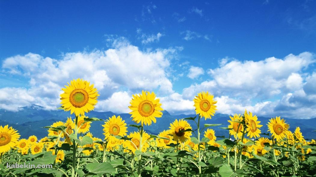 向日葵畑と青空の壁紙(1051px x 591px) 高画質 PC・デスクトップ用