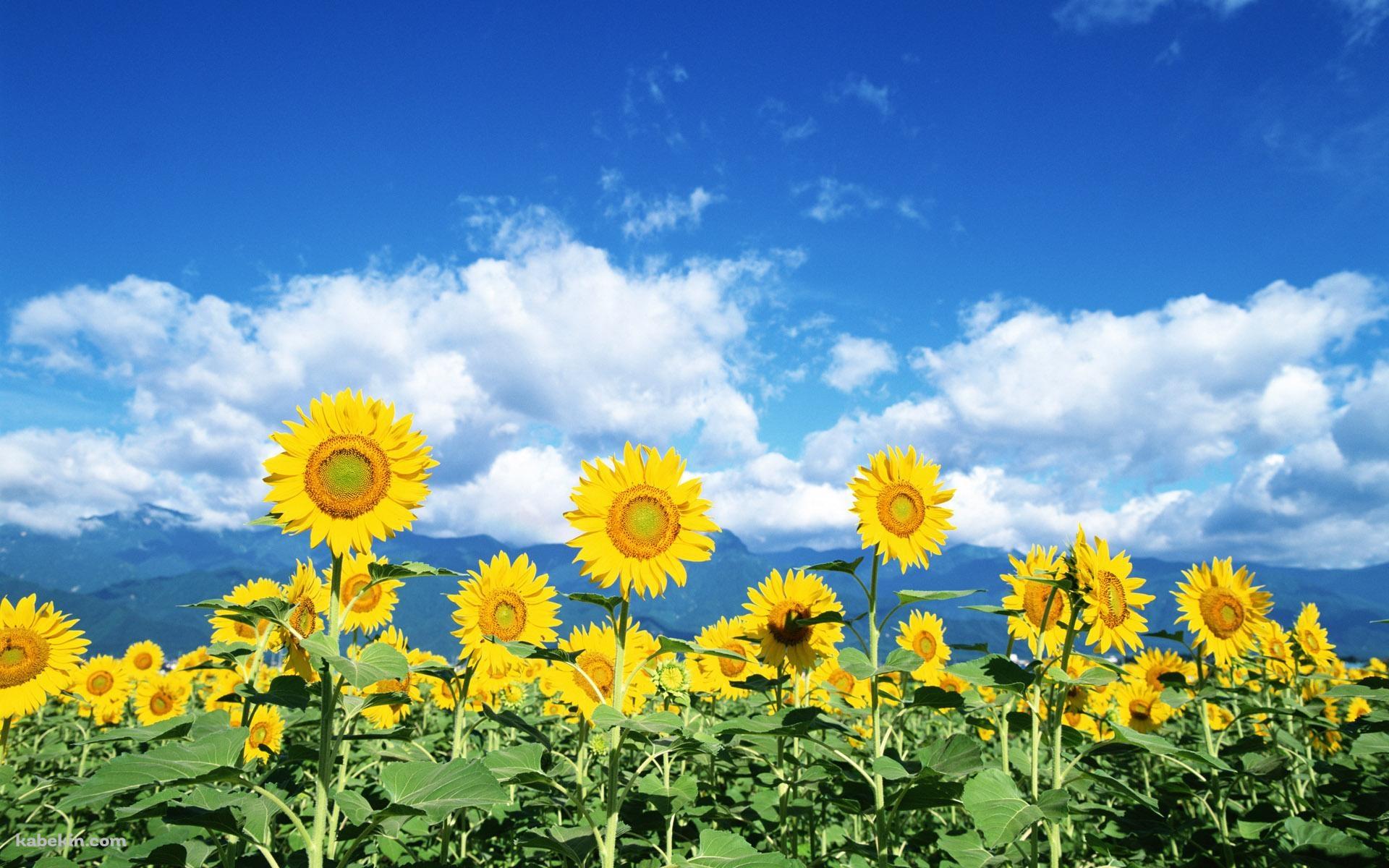 向日葵畑と青空の壁紙(1920px x 1200px) 高画質 PC・デスクトップ用