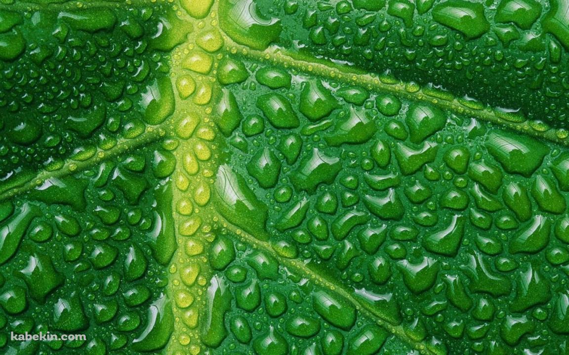 水滴のついた緑の葉 葉脈の壁紙(1152px x 720px) 高画質 PC・デスクトップ用