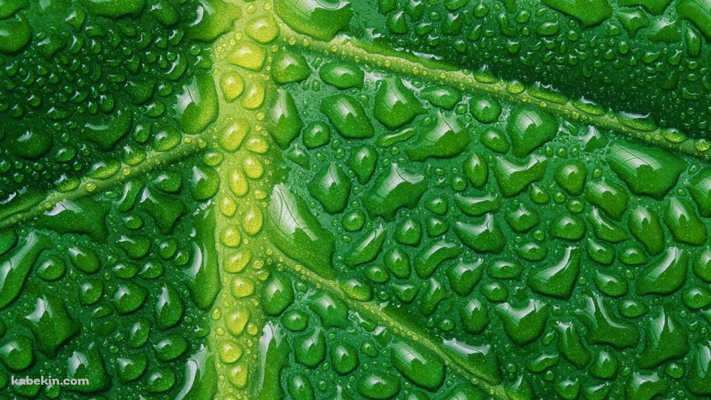 水滴のついた緑の葉 葉脈の壁紙(1391px x 783px) 高画質 PC・デスクトップ用