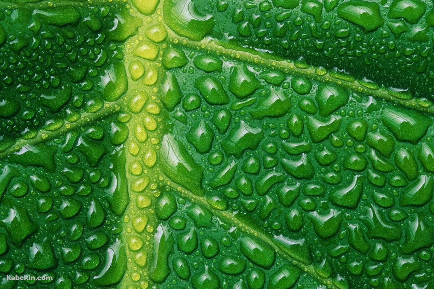 水滴のついた緑の葉 葉脈の壁紙(1440px x 960px) 高画質 PC・デスクトップ用