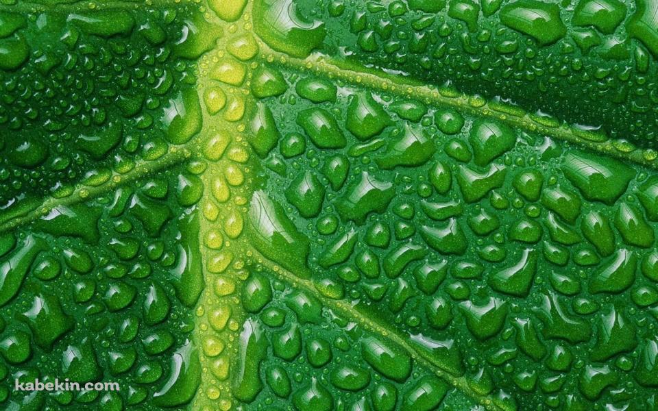 水滴のついた緑の葉 葉脈の壁紙(960px x 600px) 高画質 PC・デスクトップ用