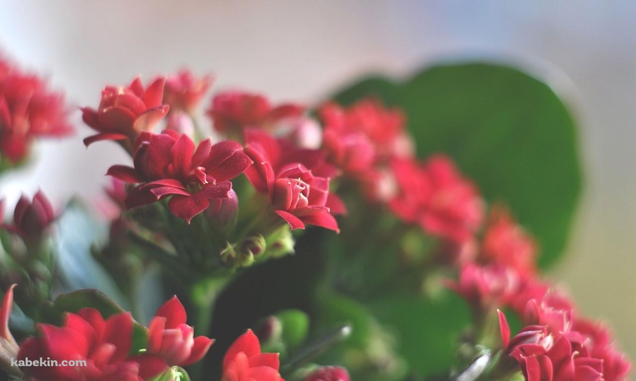 綺麗な赤い花の壁紙(1280px x 768px) 高画質 PC・デスクトップ用