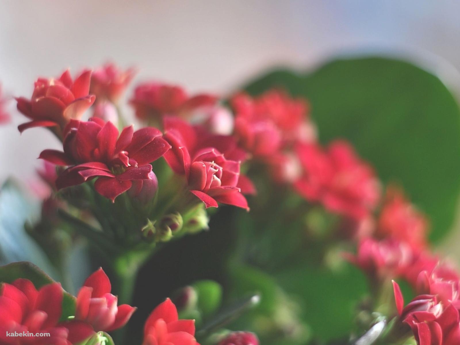 綺麗な赤い花の壁紙(1600px x 1200px) 高画質 PC・デスクトップ用