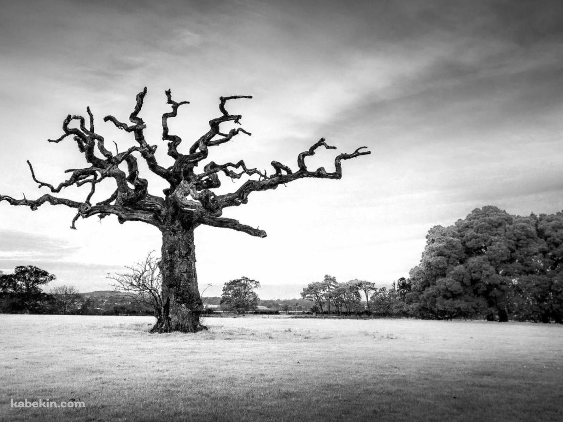 モノクロ 大木 風景の壁紙(1152px x 864px) 高画質 PC・デスクトップ用