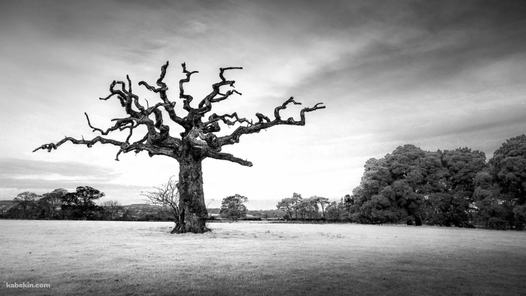 モノクロ 大木 風景の壁紙(1829px x 1029px) 高画質 PC・デスクトップ用