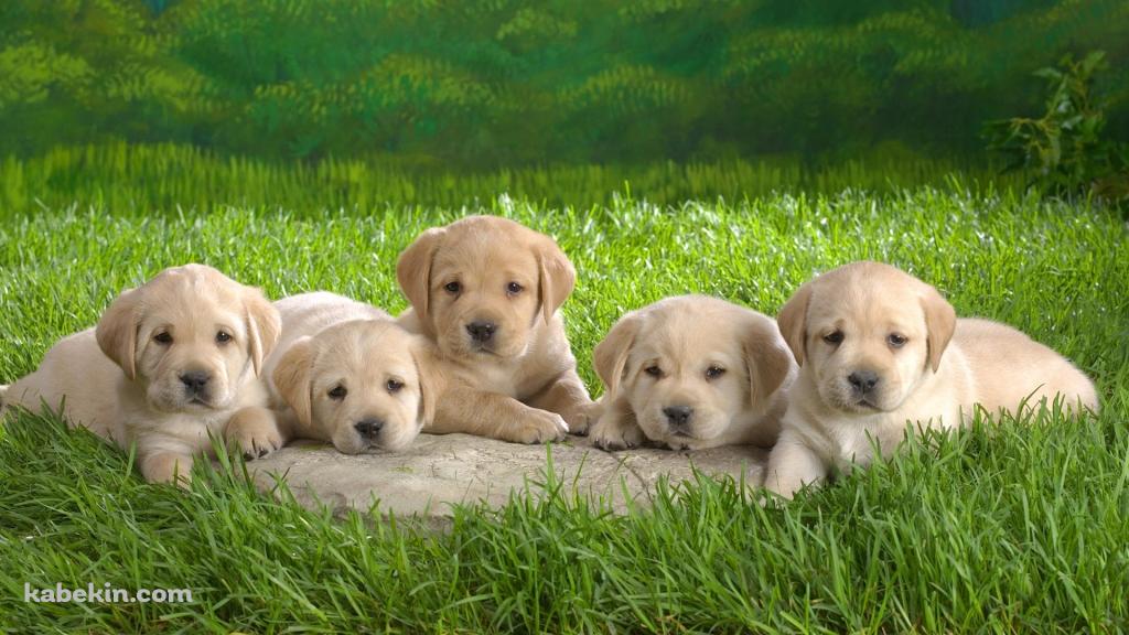 5匹のラブラドールレトリバーの子犬の壁紙(1024px x 576px) 高画質 PC・デスクトップ用