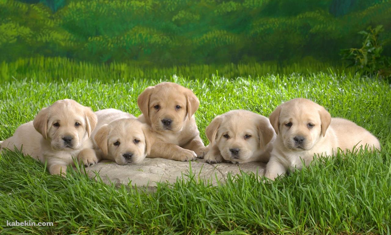 5匹のラブラドールレトリバーの子犬の壁紙(1280px x 768px) 高画質 PC・デスクトップ用