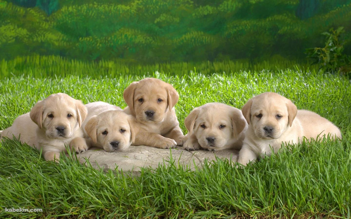 5匹のラブラドールレトリバーの子犬の壁紙(1440px x 900px) 高画質 PC・デスクトップ用