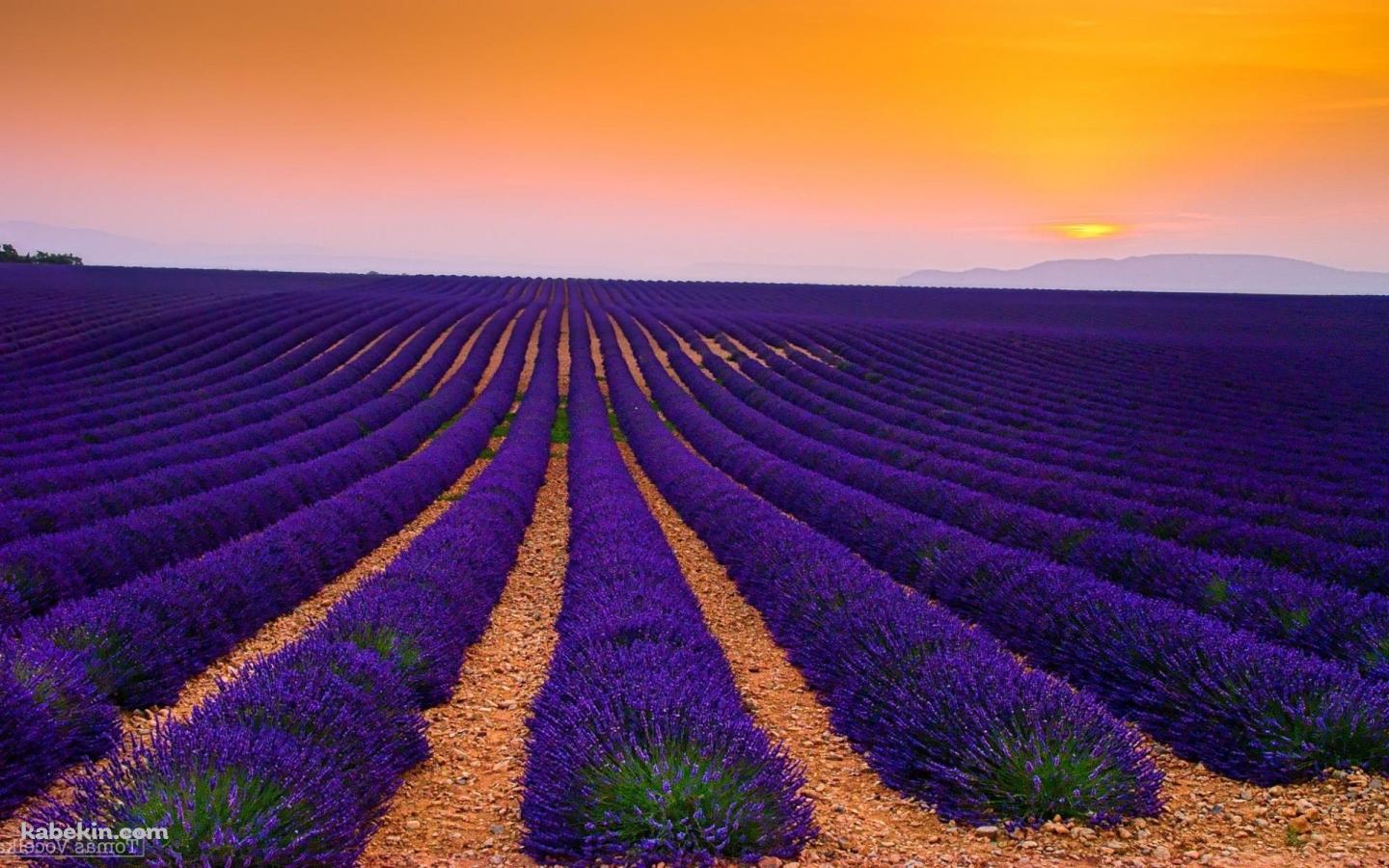 夕暮れのラベンダー畑の壁紙(1440px x 900px) 高画質 PC・デスクトップ用