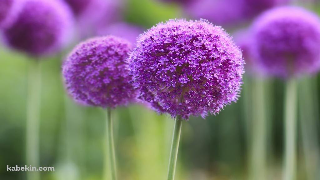 紫の丸い花の壁紙(1024px x 576px) 高画質 PC・デスクトップ用